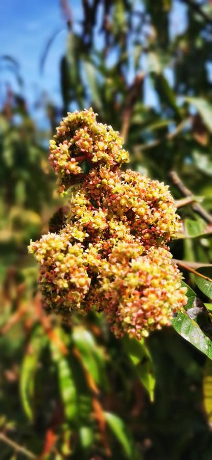 בלסטראטה Azienda Agrituristica Baglio Carta מראה חיצוני תמונה