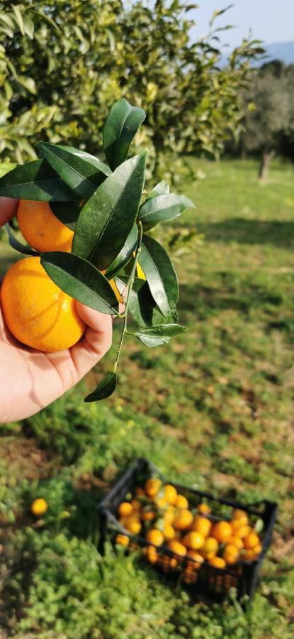 בלסטראטה Azienda Agrituristica Baglio Carta מראה חיצוני תמונה