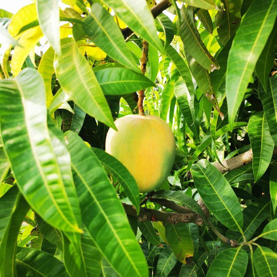 בלסטראטה Azienda Agrituristica Baglio Carta מראה חיצוני תמונה